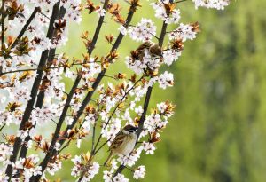 枝上花