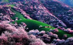 杏花沟春景