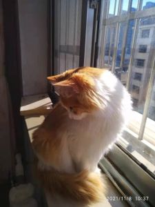可爱的小花猫