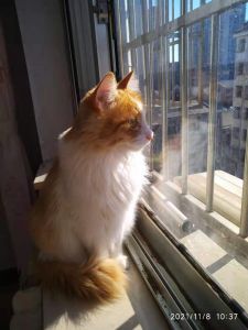 可爱的小花猫