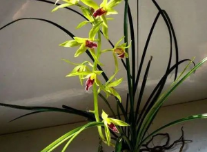 兰花