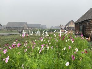 春天里的塘猛村