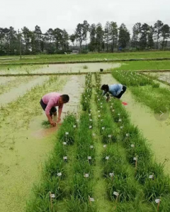 试验田