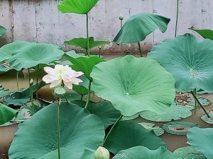  雨中寻荷