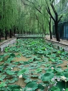 雨中荷花