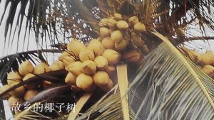 故乡的椰子树