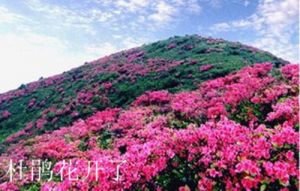 满山遍野的杜鹃花