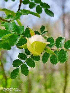 迎春花