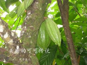 美丽的可可传说