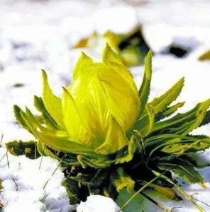 高原雪莲花