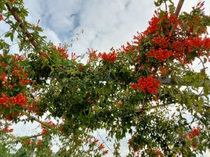 炮仗花