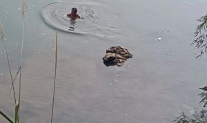 游泳