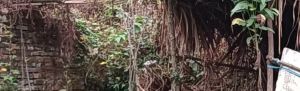 茅坑