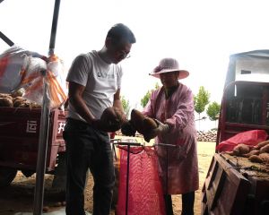 地瓜喜获丰收百姓乐