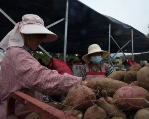 地瓜喜获丰收百姓乐