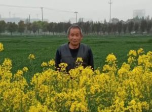 又赏菜花香