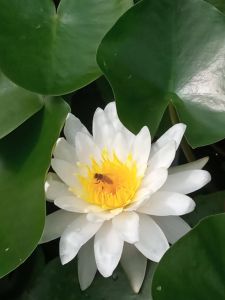 蜂恋花香