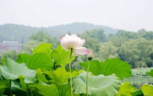 伤别            摄影：扬眉