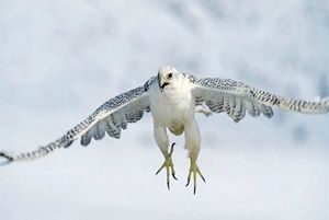 海东青           网络图片，致谢！