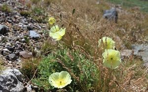 苔原花苑              摄影：扬眉