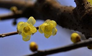 灵峰踏梅                 摄影：扬眉