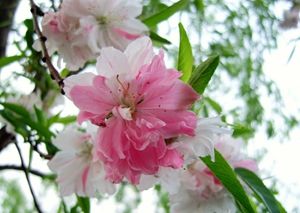 花月正春风           摄影：扬眉