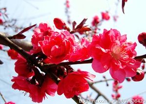 相思           摄影：扬眉