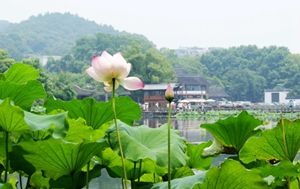 荷风送香气           摄影：扬眉
