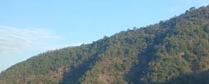 山