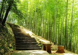 云栖竹径        摄影：扬眉
