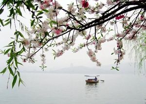 桃花               摄影：扬眉