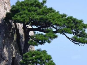 傲骨青松翠色浓