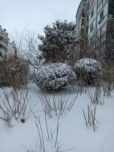 雪