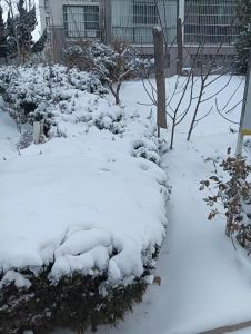 雪