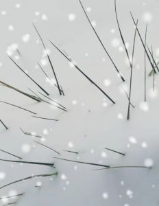 摄影/朱红军