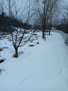 大雪飘飘