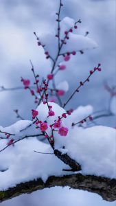 梅花