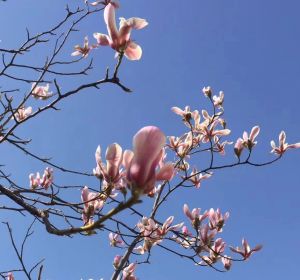 玉兰花开