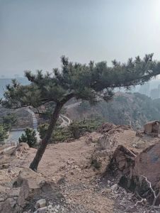 青松