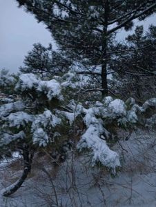 雪松