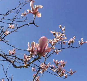 玉兰花