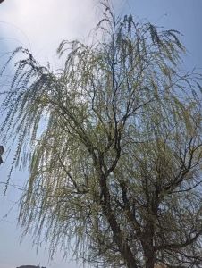 陌头杨柳色