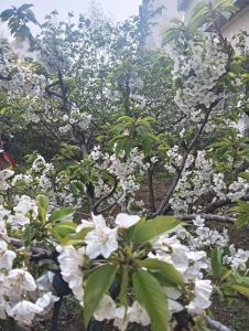 小水清沟花园满园春色