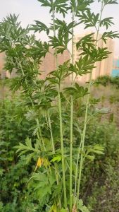 艾草悠悠