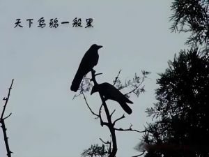 天下乌鸦一般黑（网络图片）
