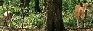 六十年前放牛地方还有牛