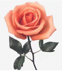 十二花神：以诗为媒，共赴四季之约