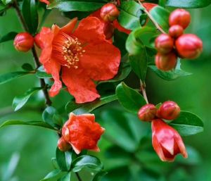 石榴花（五月）