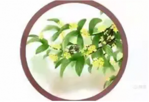 桂花（八月）