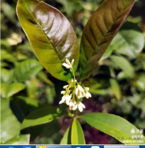 桂花（八月）